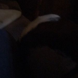 Meet your Posher, Rock